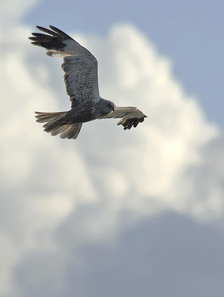 Ruskosuohaukka, Western Marsh Harrier, Circus aeruginosus